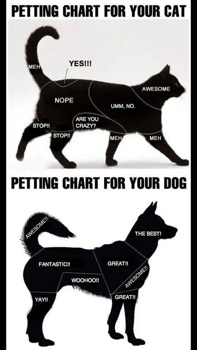 petting%20chart%20cat.jpg