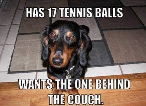 dog%2017%20tennis%20balls.jpg