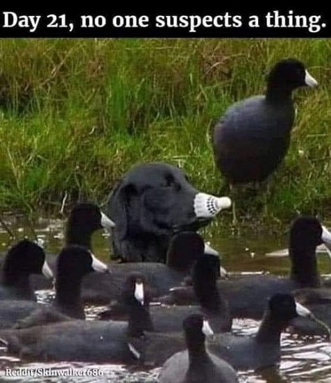 black%20lab%20w%20ducks%20dog.jpg