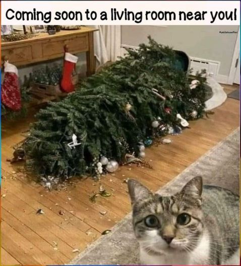 cat%20christmas%20coming%20soon.jpg